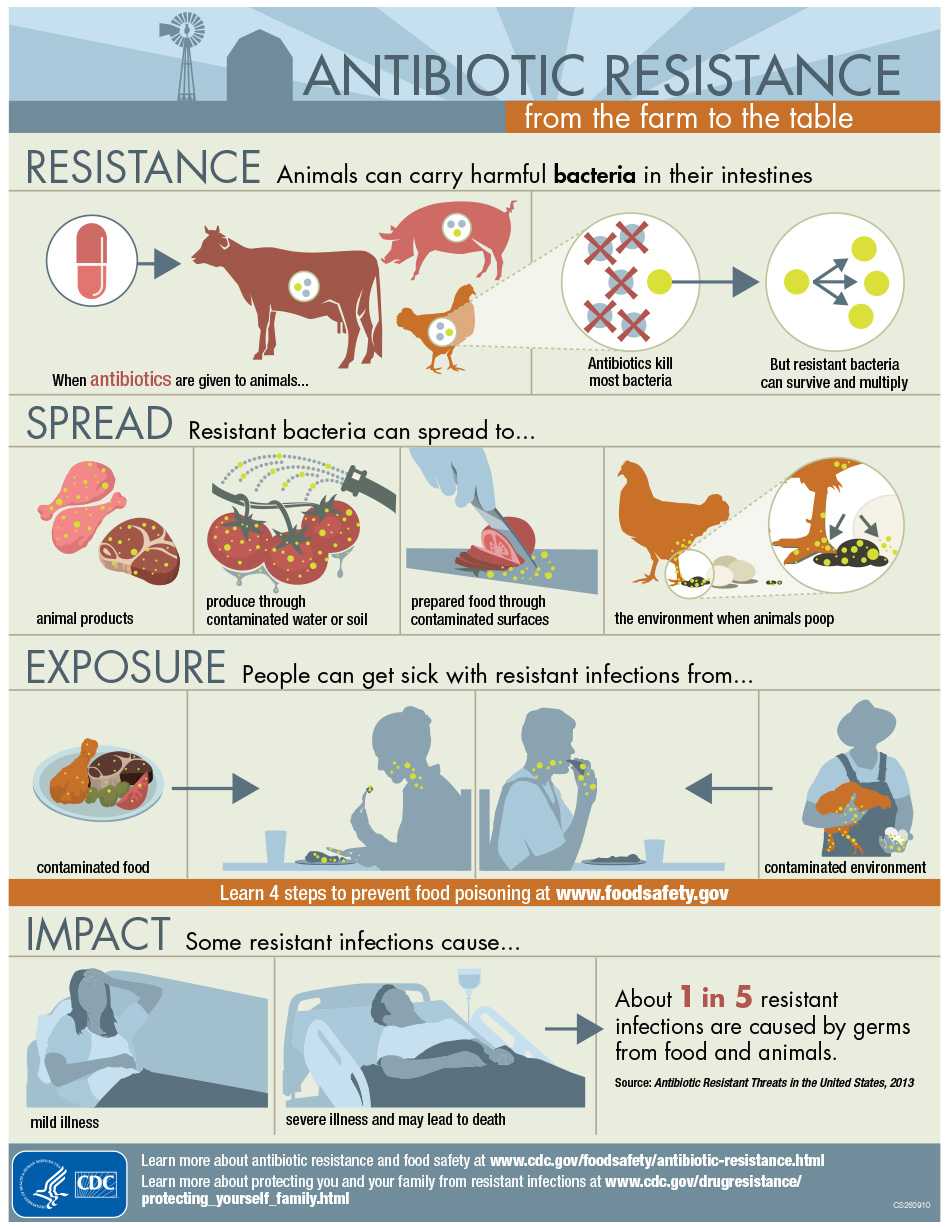 	Graphic: Antibiotic Resistance: From the Farm to the Table. Resistance: All animals carry bacteria in their intestines. Antibiotics are given to animals. Antibiotics kill most bacteria. But resistant bacteria survive and multiply. Spread: Resistant bacteria can spread to animal products, produce through contaminated water or soil, prepared food through contaminated surfaces, and the environment when animals poop. Exposure: People can get sick with resistant infections from contaminated food and contaminated environment. Impact: Some infections cause mild illness, severe illness, and may lead to death.