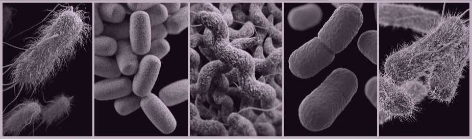 Illustration of foodborne germs