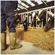 image of farmer standing near cows who are eating