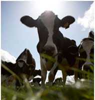 cows in grassy field