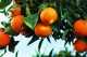 Photo of oranges growing on a tree.