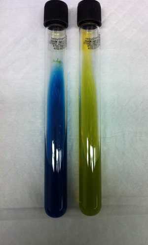 C. gattii (left-hand tube) on CGB agar