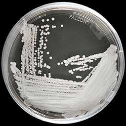 Strain of Candida auris 