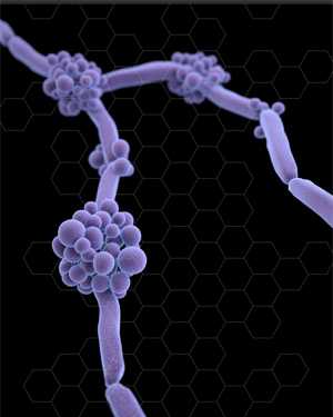 Medical illustration of fluconazole-resistant Candida