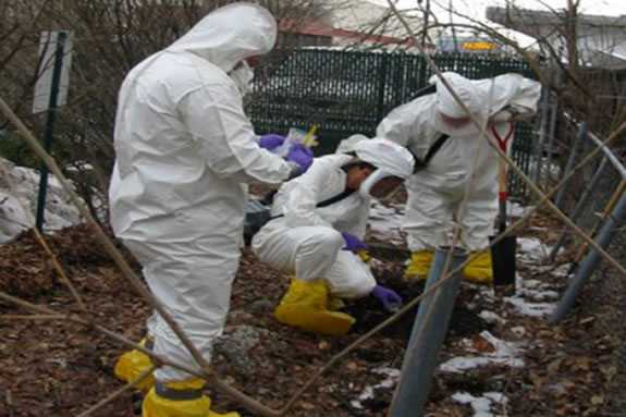 Disease detectives collecting soil samples to test for fungus