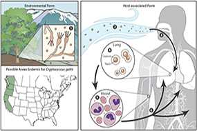 Sources of Infection