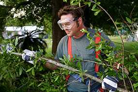 	Worker Clearing Hurricane Debris.