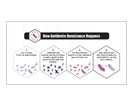 This graphic shows the step-by-step process of how antibiotic resistant bacteria develop.