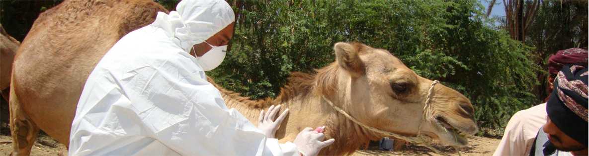 	Saudi Arabia MERS outbreak