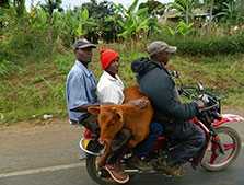 Zero rating taxes on motorbikes by the Kenyan government is a policy shift with public health implications. The rates of motorcycle injuries have sky rocketed with hospitals opening special wings to deal with motorcycle injuries. Taken during an FETP study of  the rising rates of obesity and related non-communicable diseases.  Nyeri, Kenya, August 2012.