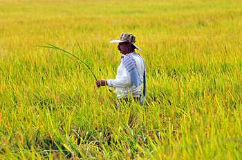 Rice field in Colombia’s Tolima Department (Source: Neil Palmer, CAIT)