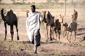 Close interaction between Ethiopian herder and camels, captured in 2011. (Source: Hardeep Sandhu)