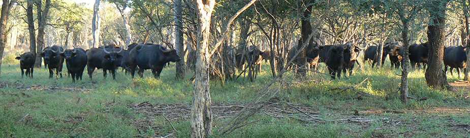 African buffalo carry diseases that can be transmitted to humans