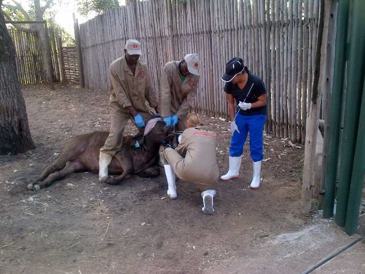 Collecting samples from African buffalo in Kruger National Park.