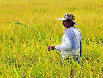 Scientists investigate rice production problems in Colombia's Tolima department. Image by Neil Palmer (CIAT)