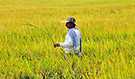 Rice field in Colombia’s Tolima Department (Source: Neil Palmer, CAIT)