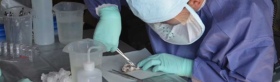 Lab dissection of a rodent during an Orthopox investigation in Georgia during 2013.