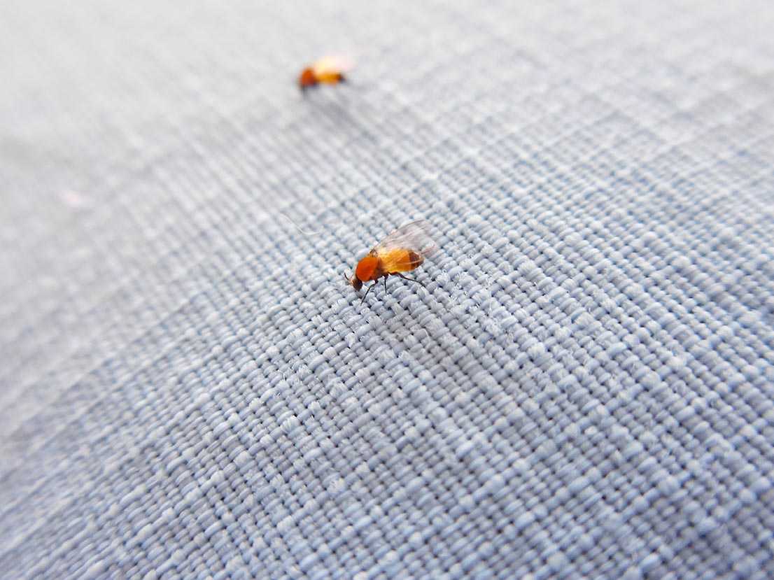 	The parasite that causes onchocerciasis is spread by repeated bites of infected Simulium blackflies. Shown here are blackflies attempting to bite through the shirt of a CDC microbiologist on a trip to Guatemala.