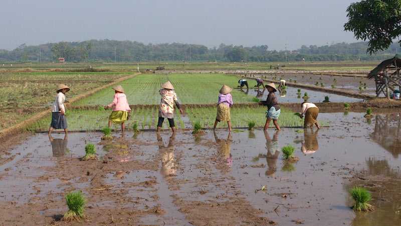 FETP residents in Indonesia conduct an outbreak investigation of leptospirosis affecting farmers in the Boyolali District in Indonesia between May and June 2014.