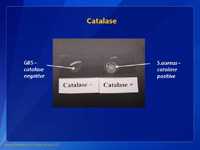 Catalase