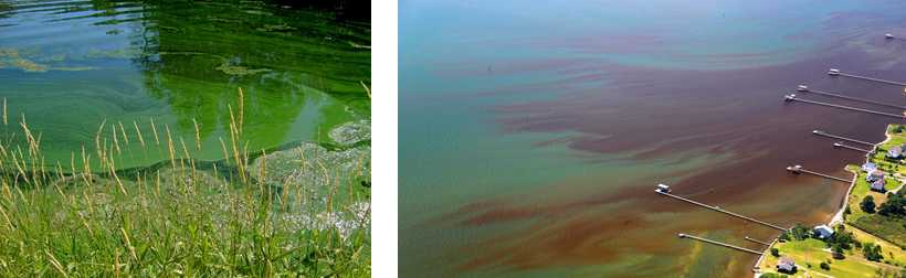 Harmful Algal Blooms (HABs)