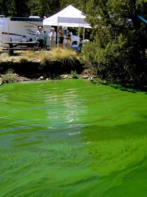 	algae bloom