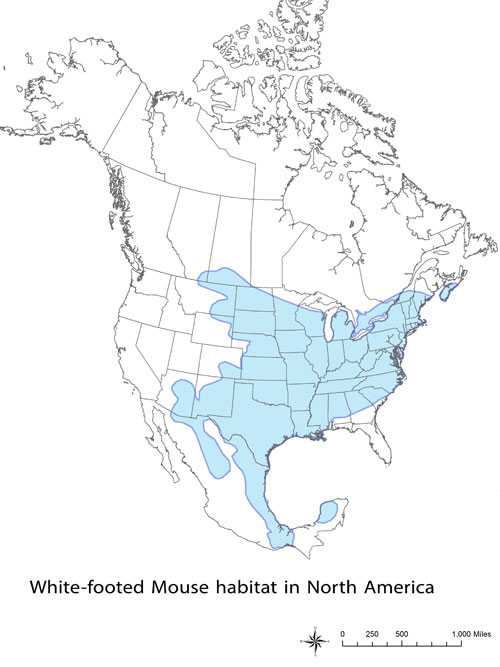 Habitat White-footed mouse in North America