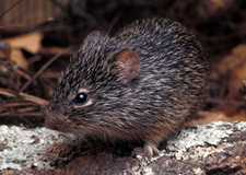 cotton rat