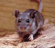 Deer Mouse