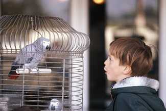 Boy admiring an African parrot