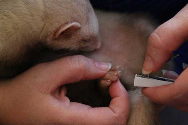 	Ferret having tonails clipped