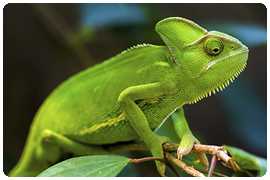 Reptiles and Amphibians