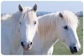 Horses