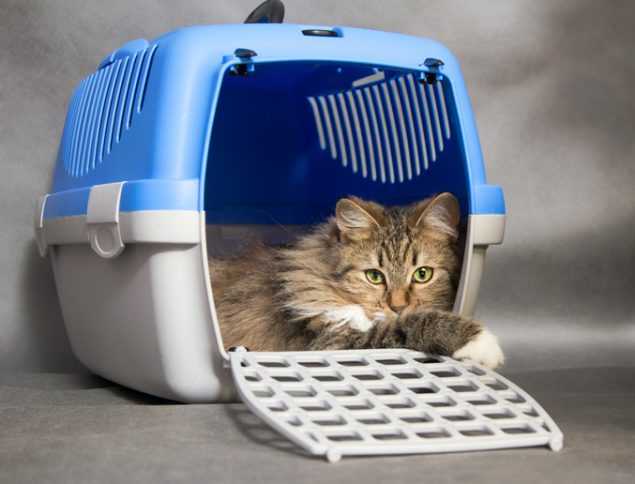 Cat lying down inside a crate with the door open.