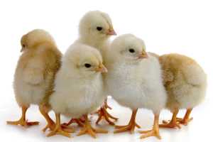 Group of baby chicks