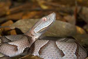 copperhead agkistrodon contortrix portrait