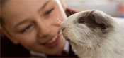 A girl with her pet guinea pig.