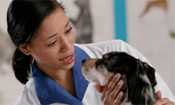 A veterinarian examining a dog