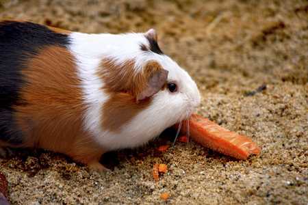 guinea pig