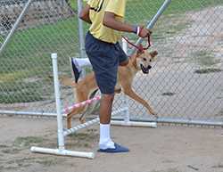 Rescue 2 Restore is a win-win for the boys and their dogs, as both benefit from exercise, unconditional love, and new skills. (Photo courtesy of Rescue 2 Restore)