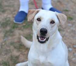 Ralph won most-improved in his training class. (Photo courtesy of Rescue 2 Restore)