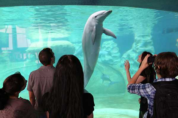 Dolphin in a tank in front of a crowd.