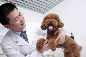 veterinarian examining a dog