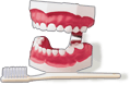 Teeth Model