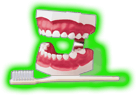 Teeth Model