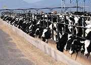 	Photo of cows within a large stock pen