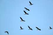 geese flying in formation