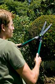 a man cutting hedge