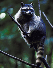 a raccoon in a tree