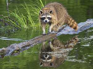 raccoon